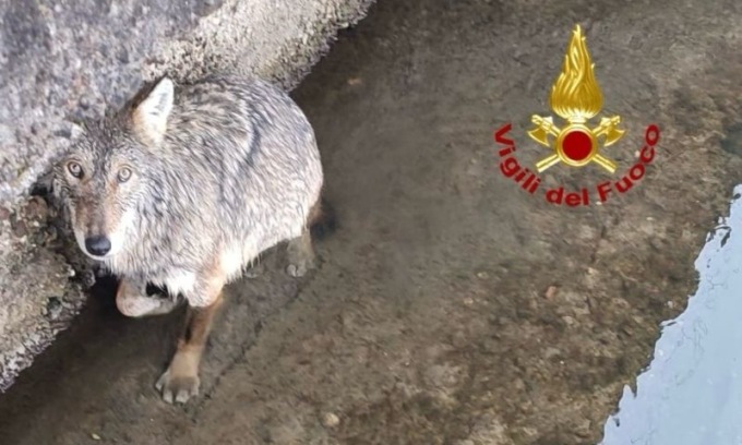 Lupo bloccato lungo il Naviglio Grande a Gaggiano: l’intervento dei Vigili del Fuoco per recuperarlo