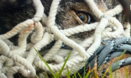 Sul lupo salvato nel Naviglio a Gaggiano la Task Force Animalista racconta un'altra storia