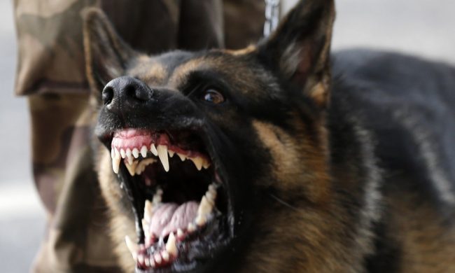 Cani smembrati e poi abbandonati in strada: canile abusivo o combattimenti clandestini?