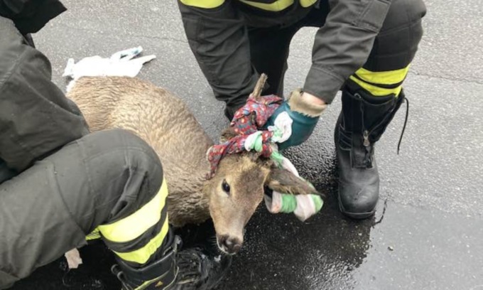 Cadono nel Naviglio: salvati due caprioli a Gaggiano