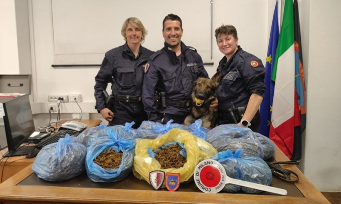 Il fiuto di Qarlo, il cane della Polizia locale, scopre 7 chili di marijuana in un capanno sull’Alzaia Naviglio Grande