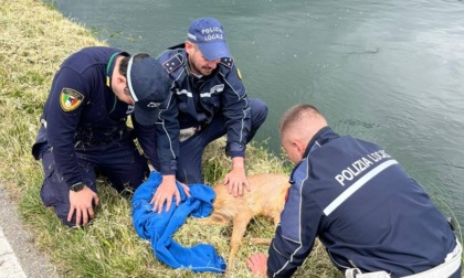 Giovane capriolo cade nel Naviglio e rischia di annegare: salvato dalla Polizia Locale dell'Unione I Fontanili