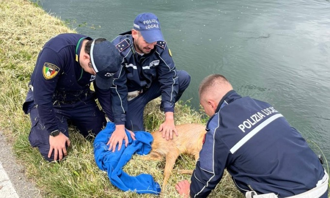 Giovane capriolo cade nel Naviglio e rischia di annegare: salvato dalla Polizia Locale dell’Unione I Fontanili