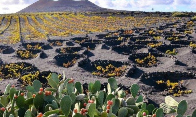 “Tapas e Terre di Fuoco”, i vini vulcanici incontrano la cucina catalana al Sabor Catalan di Corsico