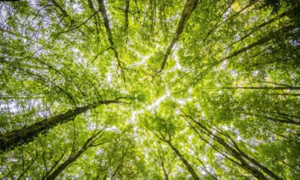 Milano celebra i suoi alberi monumentali con un percorso didattico tra natura e scienza