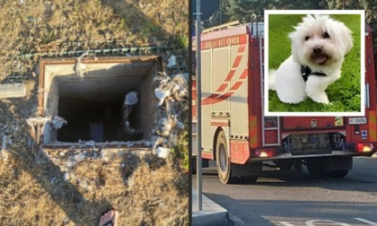 Cagnetto caduto nel tombino, i proprietari lanciano l'appello: "Aiutateci a trovarlo"