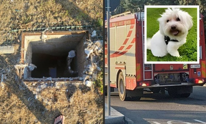 Cagnetto caduto nel tombino, i proprietari lanciano l’appello: “Aiutateci a trovarlo”