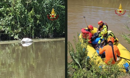 Cigno in difficoltà salvato sul Lambro: l’intervento dei Vigili del Fuoco tra Siziano e Locate