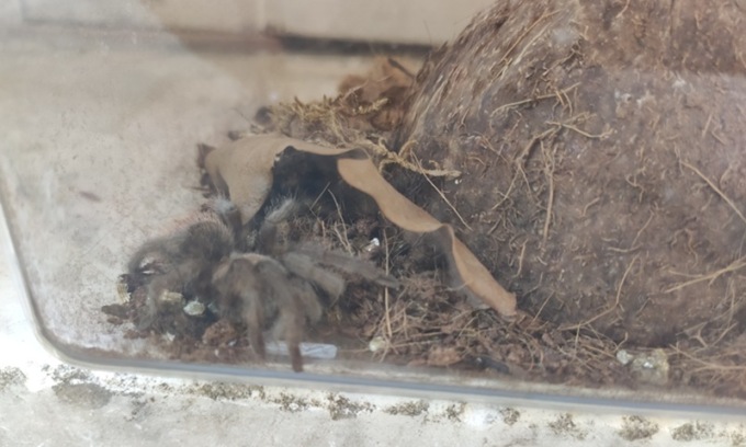 Da un insolito “pacco” abbandonato in strada a Milano spunta una tarantola: salvata dalla Polizia Locale