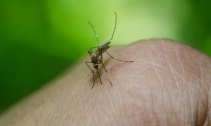 Virus West Nile, due contagi in Lombardia: una 38enne a Milano e una 66enne a Pavia. Regione: "situazione sotto controllo"