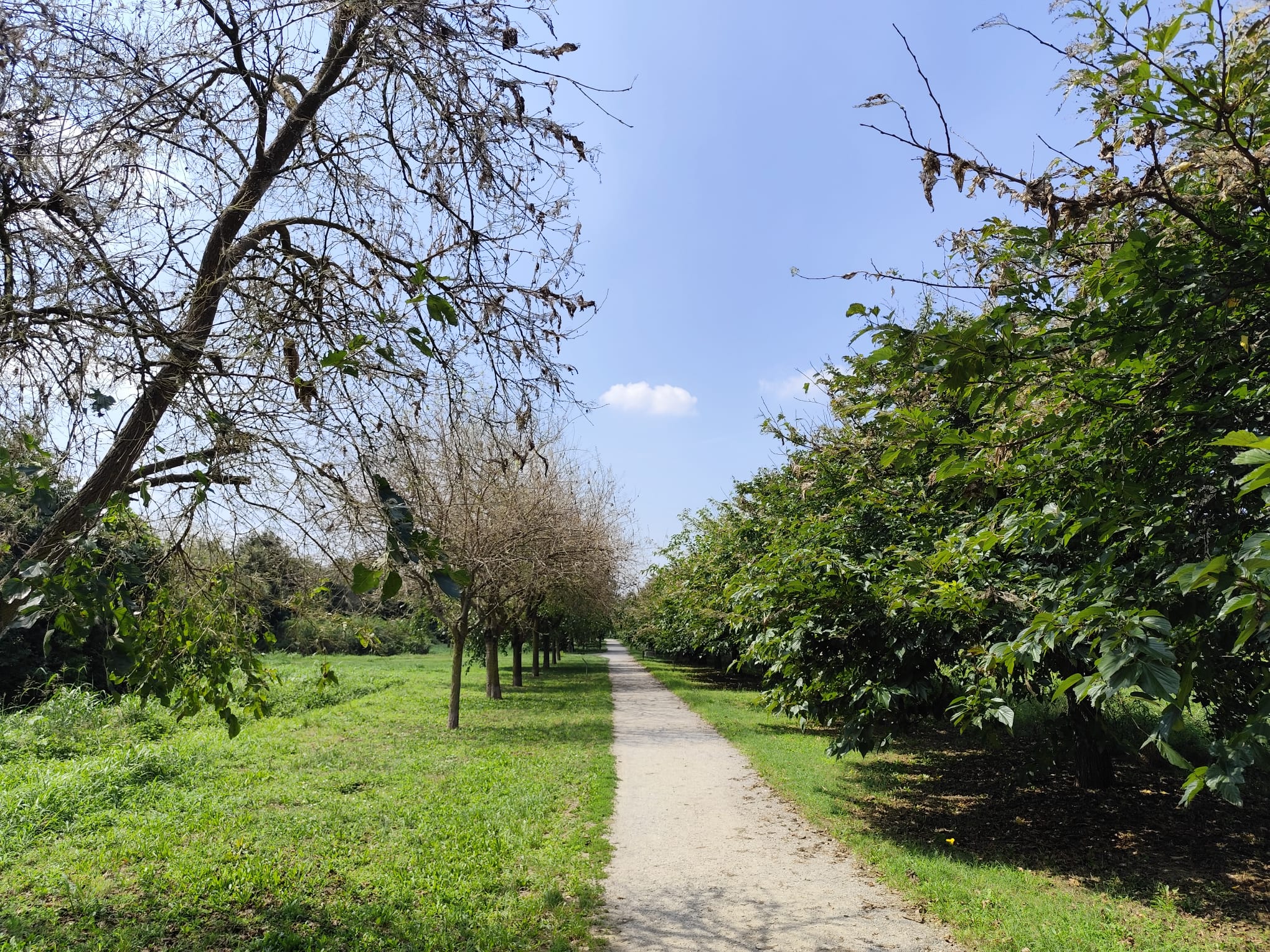 Cesano_Ifantria_3
