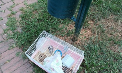 Abbandonano un criceto dentro la gabbia vicino a un cestino: animale morto
