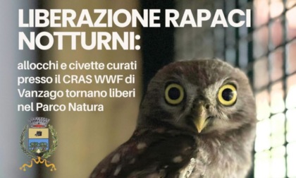 Allocchi e civette in libertà: liberazione di rapaci notturni al Parco Natura di Cesano Boscone