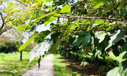 Tele tra gli alberi: ERSAF interviene contro l'Ifantria americana
