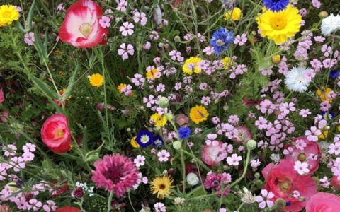 Buccinasco inaugura il “Giardino della Biodiversità” in via Scarlatti