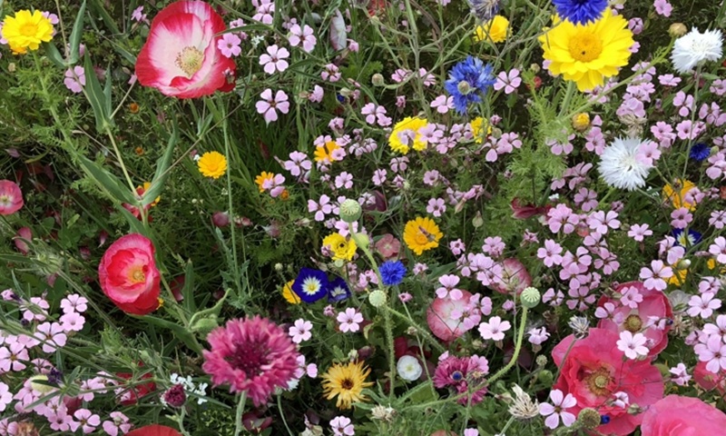 Buccinasco inaugura il “Giardino della Biodiversità” in via Scarlatti