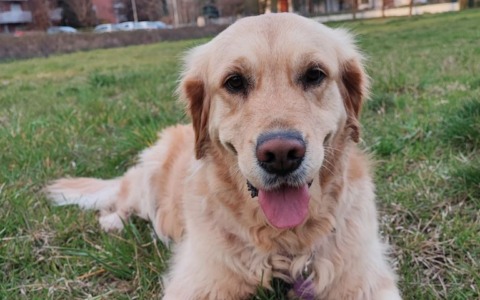“Animal Party Veg” a Rozzano, una giornata di festa per celebrare la natura e gli amici animali