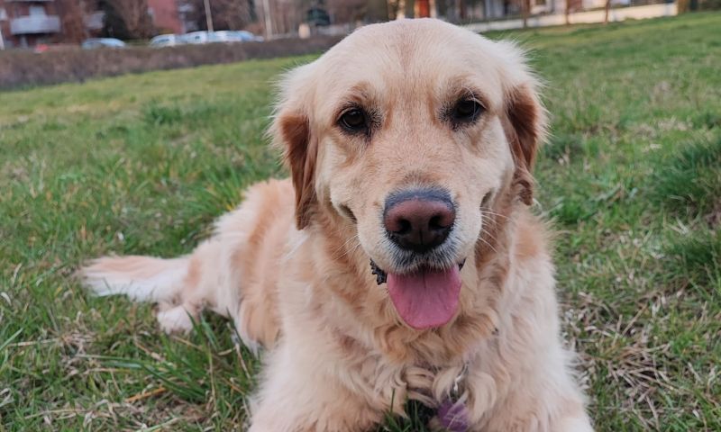 “Animal Party Veg” a Rozzano, una giornata di festa per celebrare la natura e gli amici animali