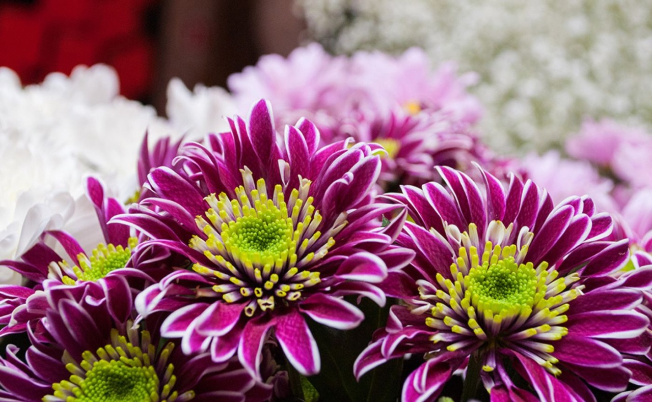 Buccinasco ricorda la famiglia Favini, vittima della tragedia della Val di Stava