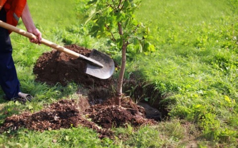 “Piantiamola!”, al parco Mortisia la Festa dell’Albero: una mattinata dedicata alla piantumazione collettiva