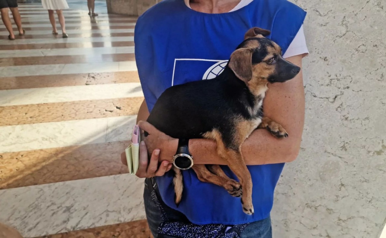 Accattonaggio con cani in corso Como: le guardie dell’Oipa sequestrano due cani