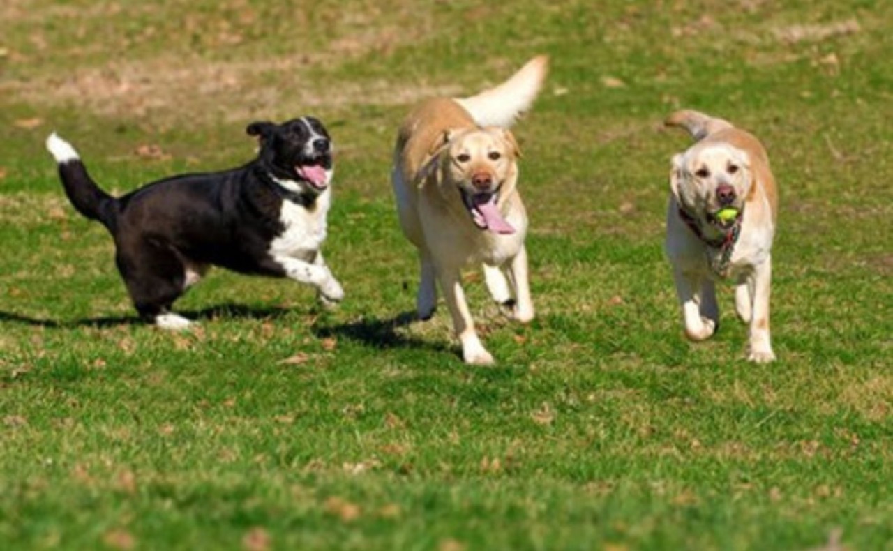 Buccinasco, Riqualificazione dell’area cani di via Manzoni: lavori al via lunedì 19 gennaio