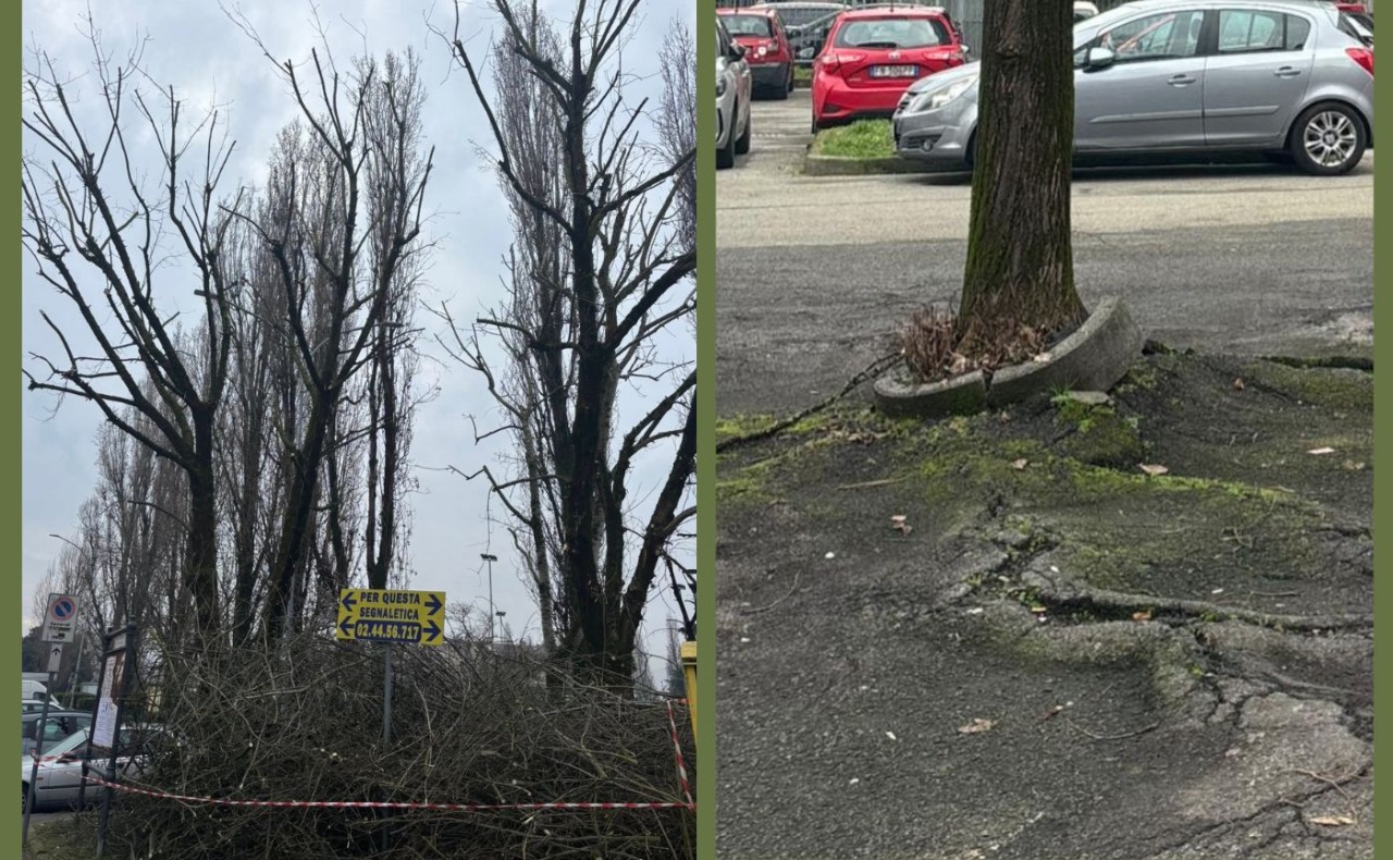 Alberi in via Aldo Moro, il Comune di Trezzano chiarisce: “Interventi necessari per sicurezza e gestione del verde”