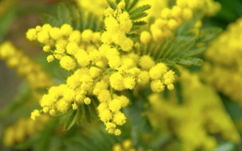 8 marzo 2026, tra spettacoli, musica e riflessioni: gli appuntamenti a Corsico e Cesano Boscone