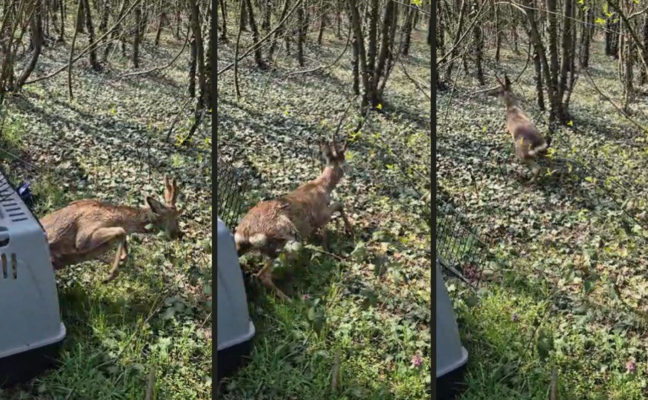 Capriolo recuperato lungo il Naviglio a Gaggiano: liberato nel Parco del Roccolo