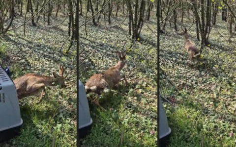 Capriolo recuperato lungo il Naviglio a Gaggiano: liberato nel Parco del Roccolo