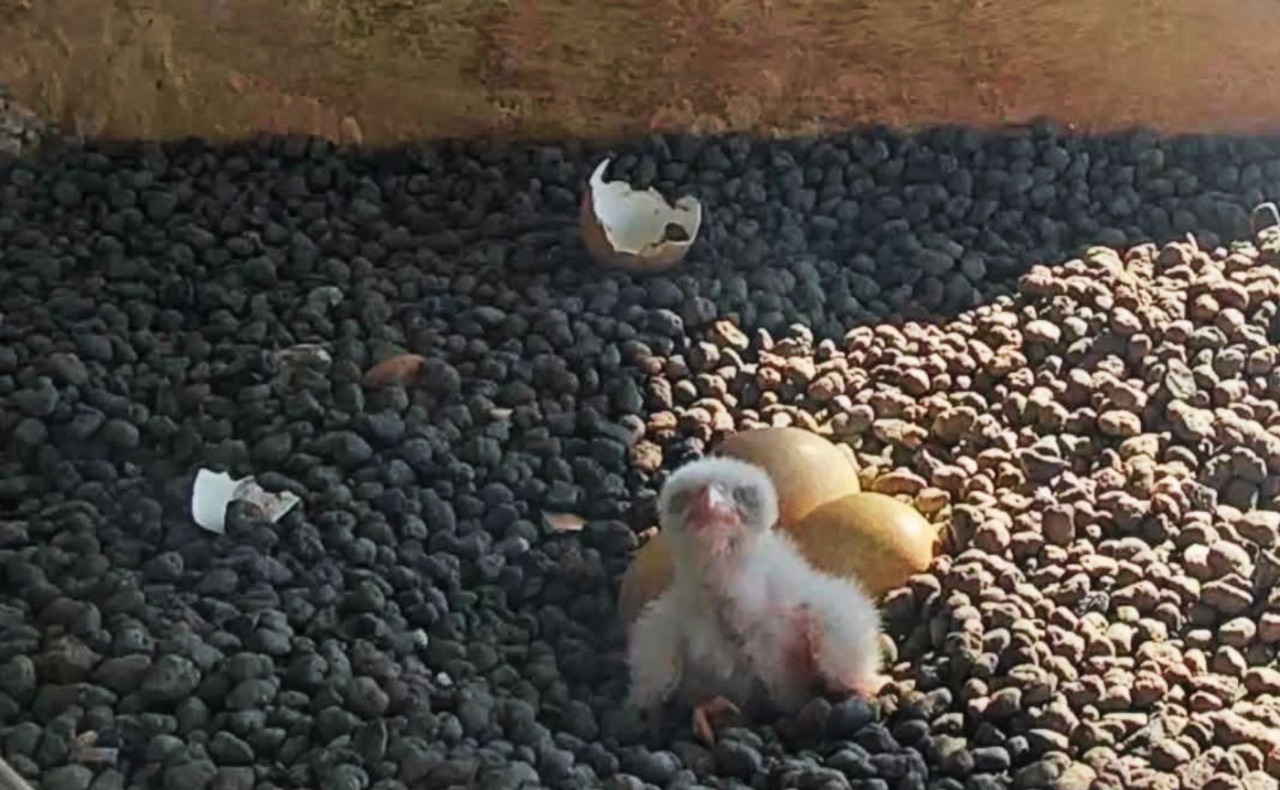 E’ nato il primo pullo dei falchi pellegrini Giò e Giulia in cima al Pirellone