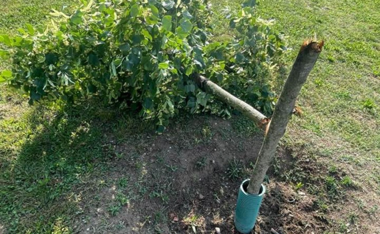 Vandali al Parco Pertini: spezzato un giovane albero a Cesano Boscone