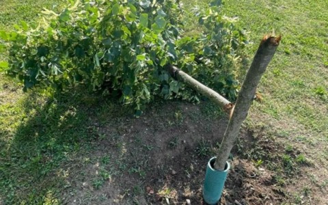 Vandali al Parco Pertini: spezzato un giovane albero a Cesano Boscone
