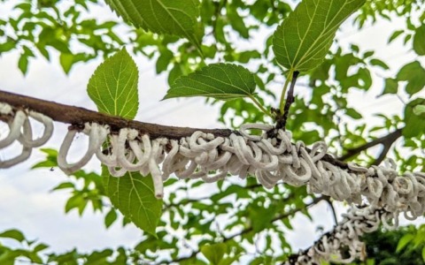  La Cocciniglia japonica è tornata ad infestare gli alberi di Buccinasco: il Comune avvia un progetto pilota