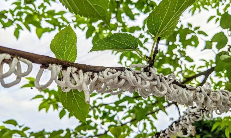  La Cocciniglia japonica è tornata ad infestare gli alberi di Buccinasco: il Comune avvia un progetto pilota