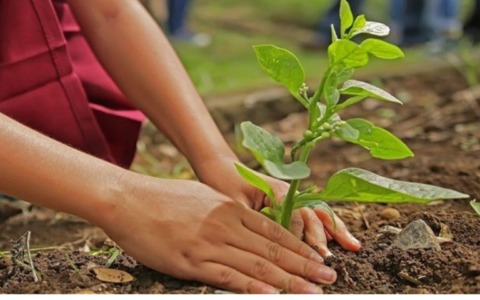 Torna “Custodiscimi”: 2.500 piantine affidate ai cittadini per far crescere la foresta urbana di domani