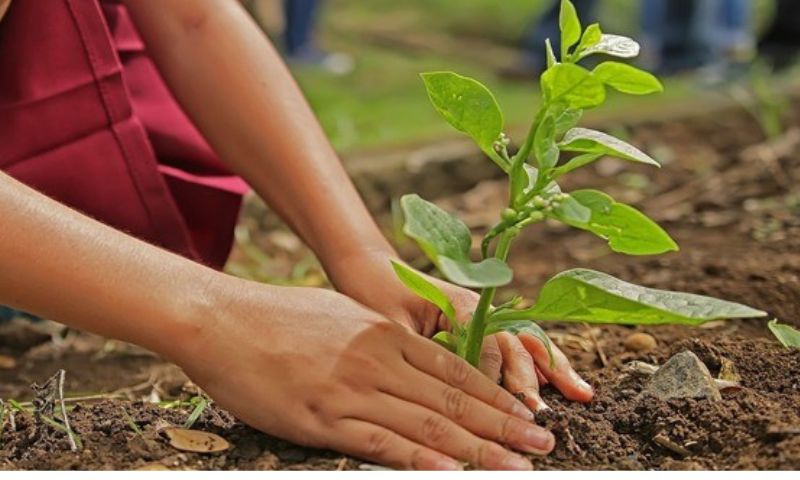 Torna “Custodiscimi”: 2.500 piantine affidate ai cittadini per far crescere la foresta urbana di domani