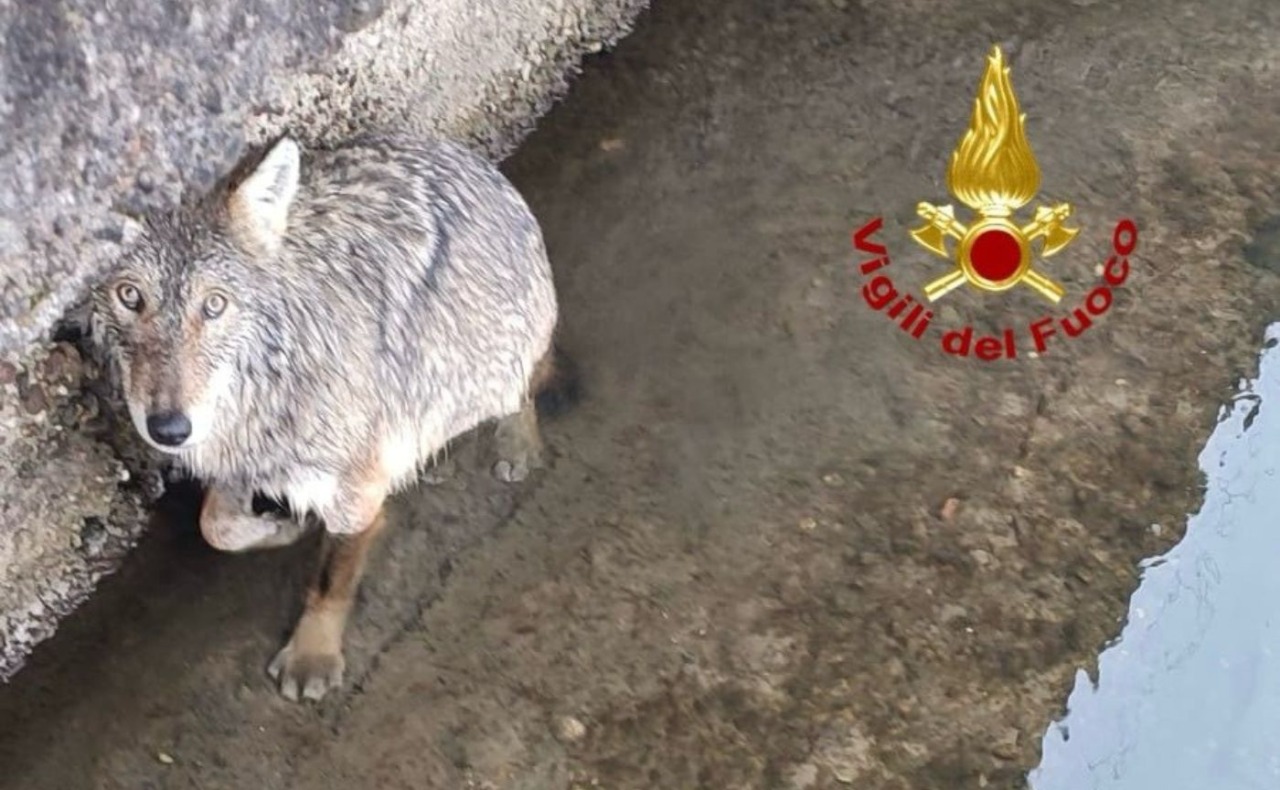 Avvistamenti di lupi nel Milanese, Regione: “Nel 2025 alcuni casi già verificati”