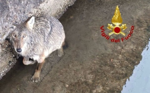 Avvistamenti di lupi nel Milanese, Regione: “Nel 2025 alcuni casi già verificati”
