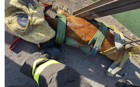 La Polizia Locale di Corsico salva un cerbiatto nel Naviglio: agenti si tuffano in acqua per metterlo in salvo