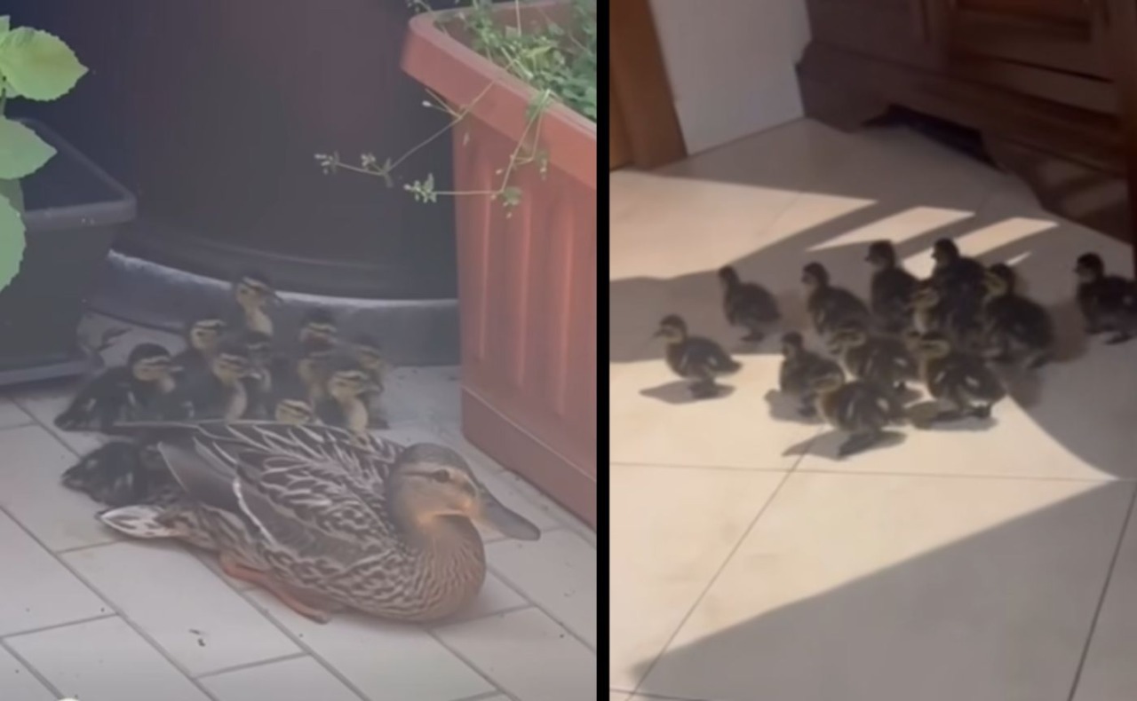 Anatra nidifica al settimo piano a Corsico: salvati mamma e 12 anatroccoli
