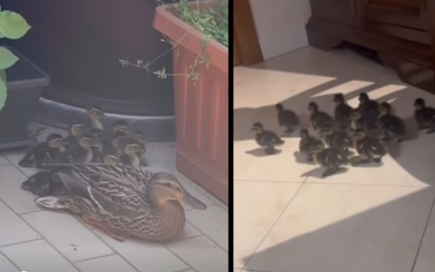 Anatra nidifica al settimo piano a Corsico: salvati mamma e 12 anatroccoli