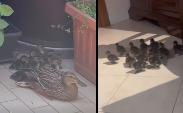 Anatra nidifica al settimo piano a Corsico: salvati mamma e 12 anatroccoli