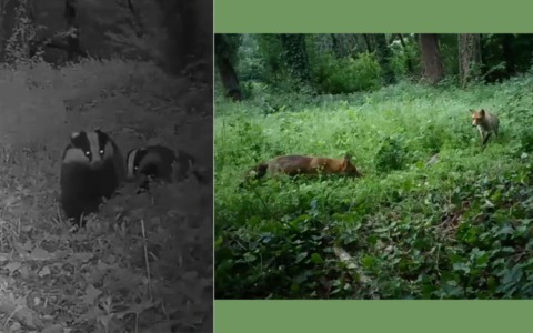 Volpi e tassi conquistano il Parco Natura per difenderci dai ratti: a Cesano Boscone cresce la biodiversità urbana