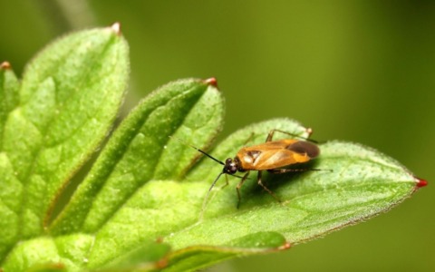 Cimice dell’olmo, boom di segnalazioni a Buccinasco: “Fenomeno temporaneo e innocuo”