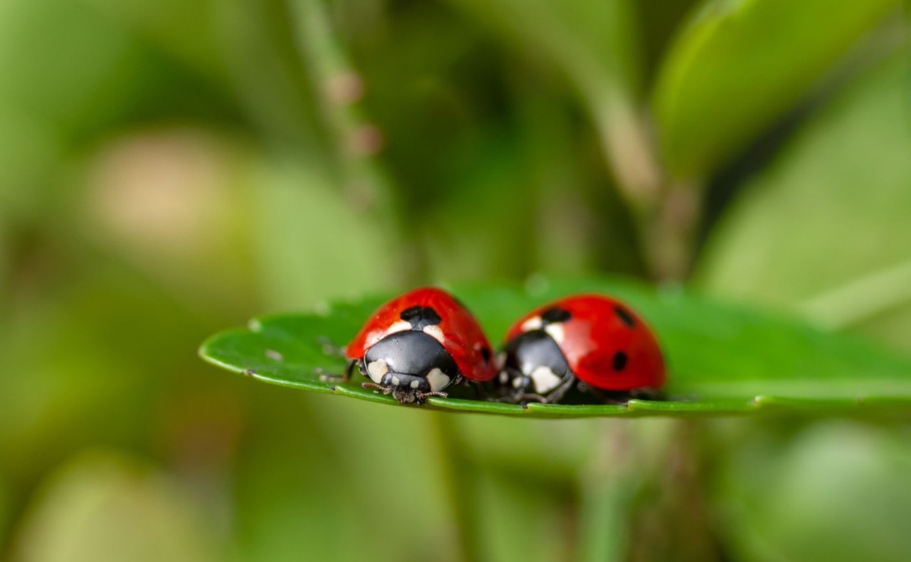 Al via il progetto pilota del Comune di Buccinasco per contrastare Cocciniglia e Ifantria con l’utilizzo di coccinelle e prodotti biologici