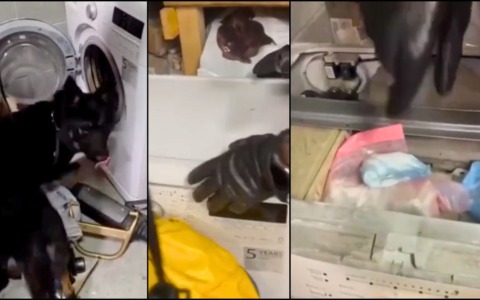 Arrestato a Corsico con cocaina nel box, nascosta dentro la lavatrice