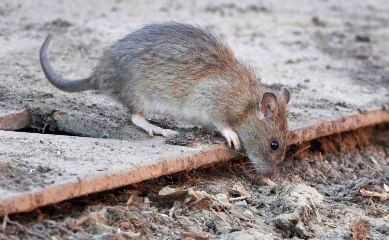 Allarme topi a Buccinasco: continuano gli interventi nella zona di via Manzoni