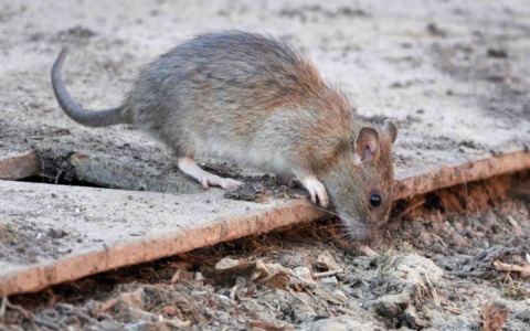 Allarme topi a Buccinasco: continuano gli interventi nella zona di via Manzoni