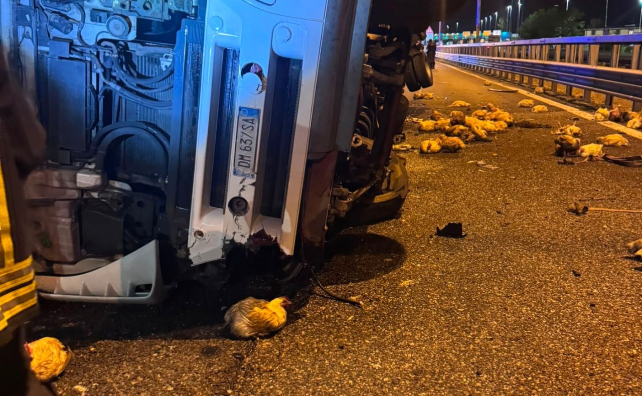 Camion carico di polli si ribalta sulla Tangenziale Ovest ad Assago: traffico in tilt e 10 chilometri di coda